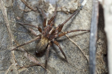 Agroeca brunnea